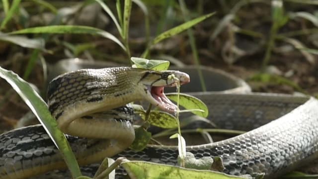 S01:E02 - Human vs. Snake: The Killer Beasts in a Human Community