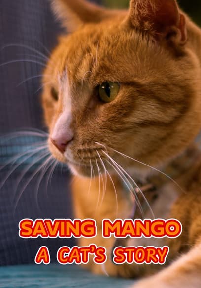 Saving Mango: A Cat's Story