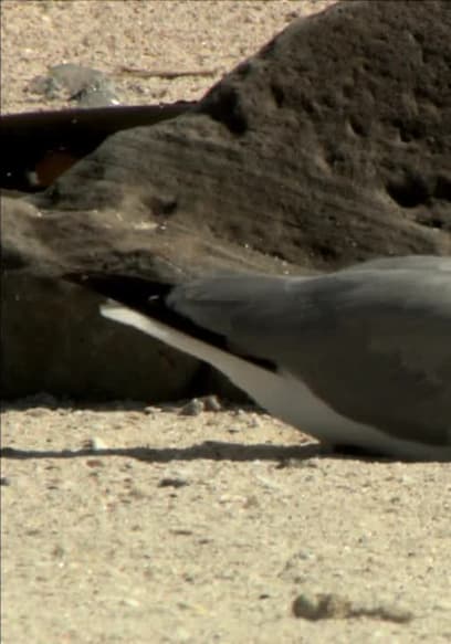 S01:E01 - El bosque dorado de África poster