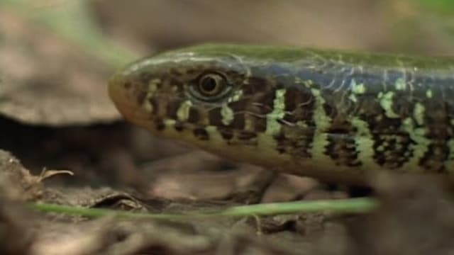 S04:E406 - Remarkable Reptiles