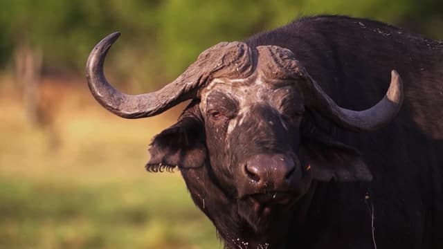 S01:E04 - Tusks and Horns