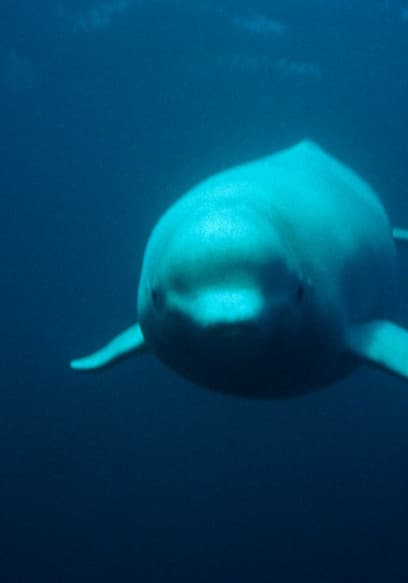 S01:E01 - White Whales and Narwhals poster