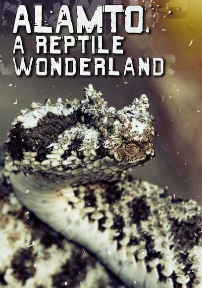 Alamto: A Reptile Wonderland