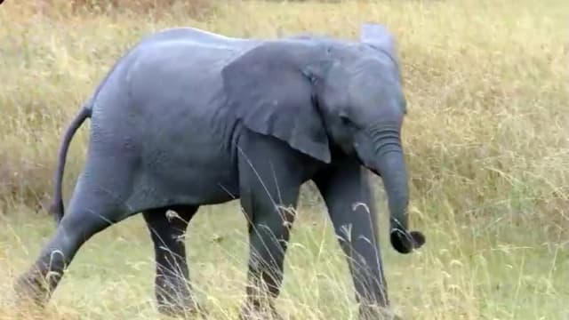 S01:E14 - Top 10 Animal Encounters