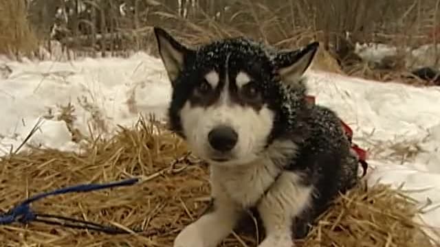 S01:E13 - EPISODE 13: Sled Dog