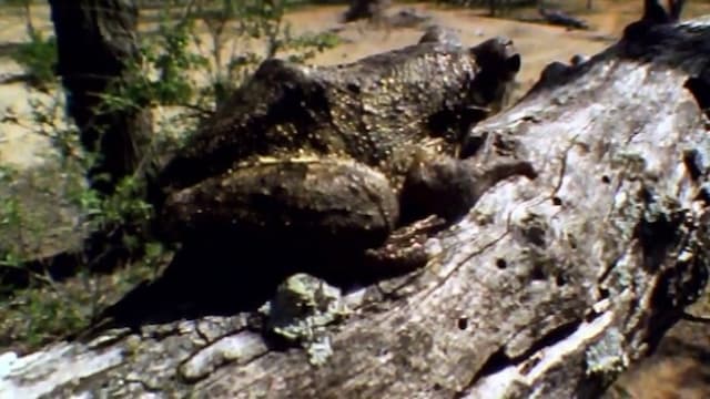 S01:E14 - Frog