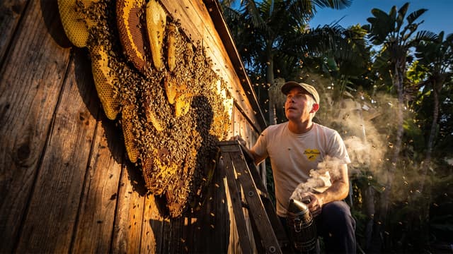S01:E03 - When Sixty Thousand Bees Decide