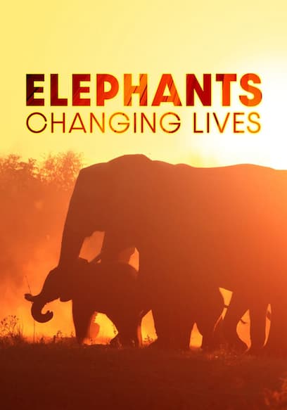 Elephants: Changing Lives