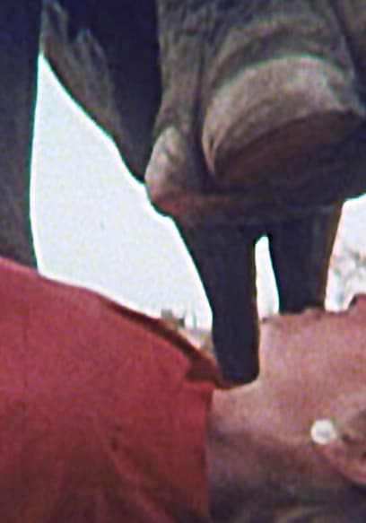 S01:E08 - Tent Pegging, Margie the Elephant & Paragliding poster