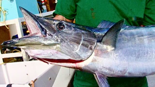 S03:E15 - Fishing Assault Down the Baja: The Searcher, Part 3
