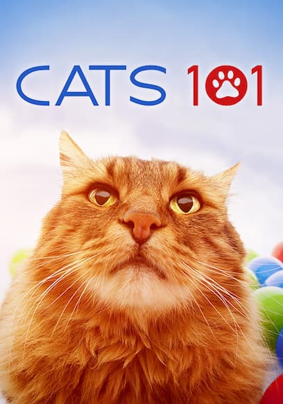 S01:E01 - American Shorthair and More