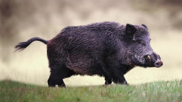 S02:E06 - Scroungers & Scavengers