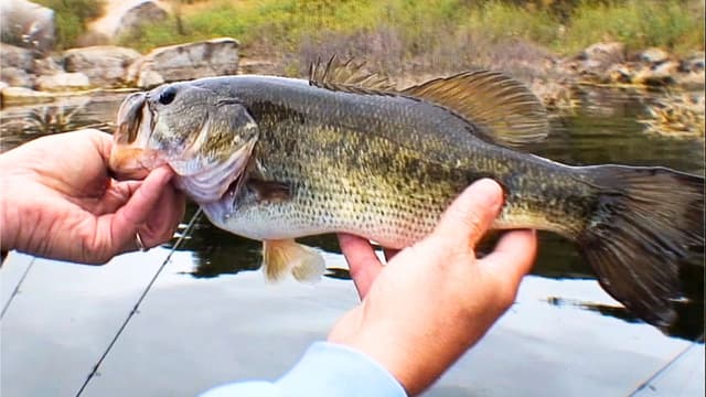 S01:E21 - Bassport to Lake Barrett: Top Bass Honey Hole