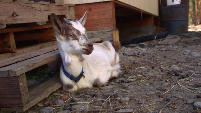 S02:E07 - Farm Frenzy