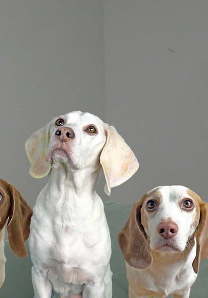 S01:E07 - Dogs, Halloween Fun, and Giant Snacks poster