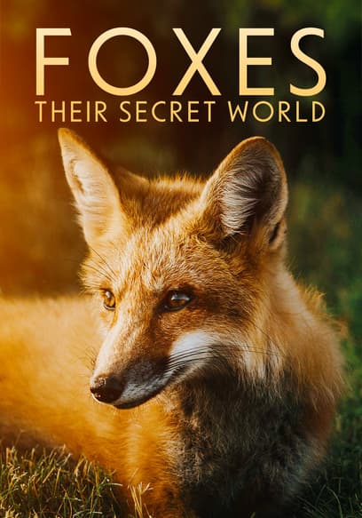 Foxes: Their Secret World