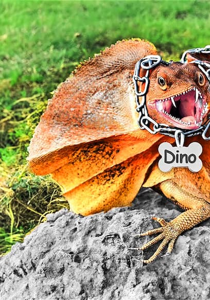 S01:E04 - I Got the Strangest Pets - Leech and Dinosaur! poster