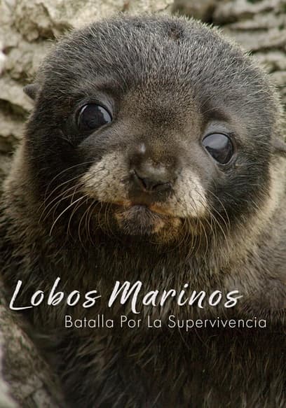 Lobos marinos: batalla por la supervivencia