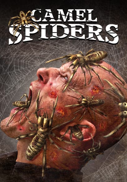 Camel Spiders