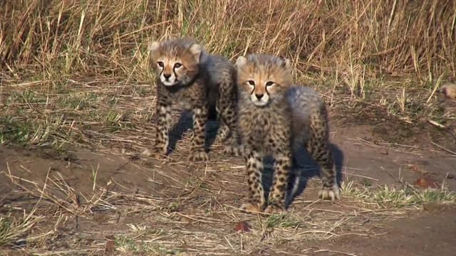 S01:E01 - Africa