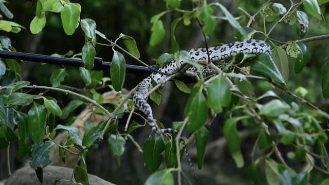 S01:E18 - In Search of Poisonous Coral Snakes of the Andaman Sea