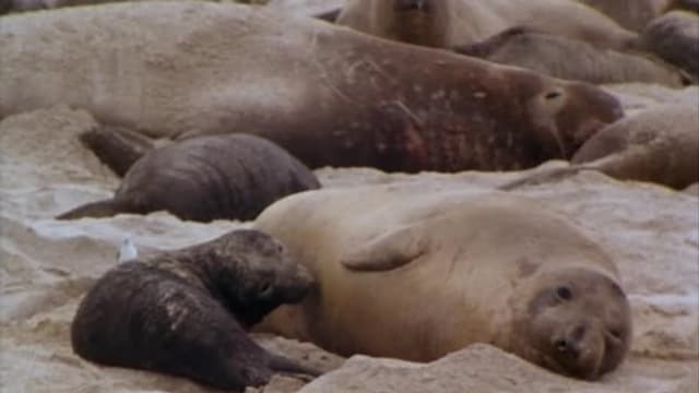 S01:E106 - Season of the Seals