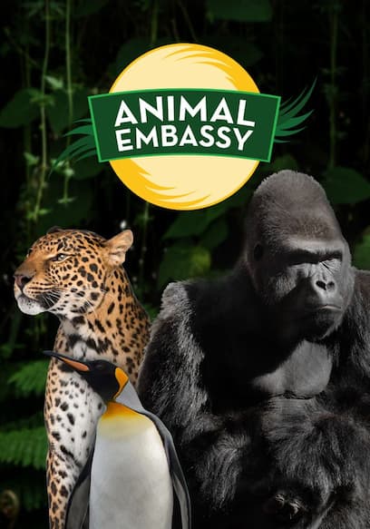 Animal Embassy poster