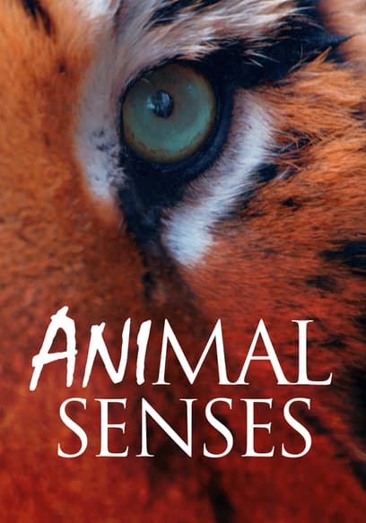 Animal Senses poster