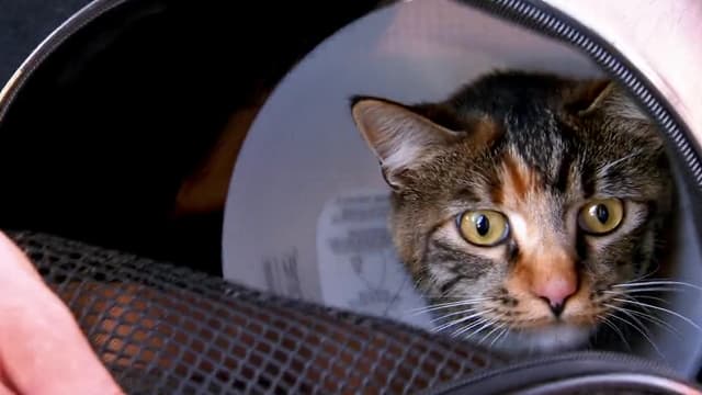 S01:E03 - Dr. Jeff: Rocky Mountain Vet