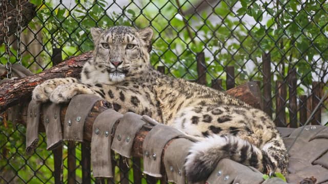 S02:E03 - Snow Leopard Surgery