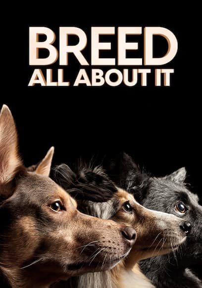 S01:E09 - Cairn Terriers