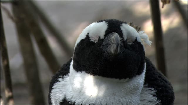 S01:E03 - Cape Town & Blue Mountains