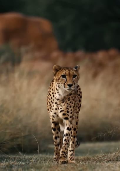 S03:E05 - Cheetahs’ First Steps in Their New Home! poster