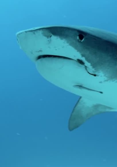 S01:E02 - Laboratorio De Tiburones Bimini poster