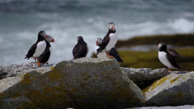 S01:E02 - Puffin Island