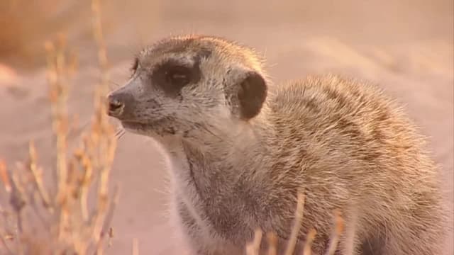 S01:E03 - Some Like It Hot