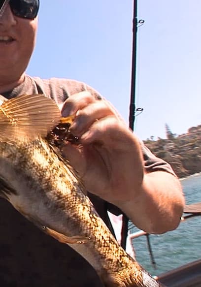 S01:E14 - World Champion Pro Skater Meets Marine Biologists in La Jolla Cove poster
