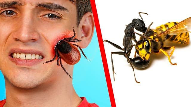 S01:E04 - 10 Insectos Gigantes Y Peligrosos Atrapados