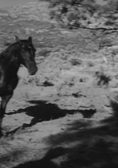 S01:E02 - Killer Stallion poster