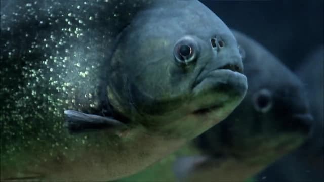 S01:E01 - Piranha