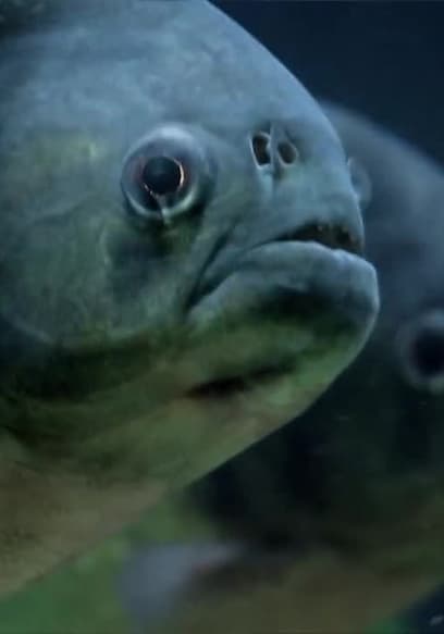 S01:E01 - Piranha poster
