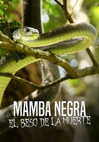 Mamba Negra: El Beso De La Muerte (Doblado)