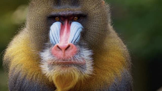 S01:E13 - Can Animals Sense Beauty?