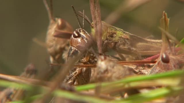 S01:E04 - Locusts