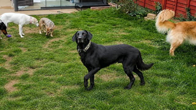 The Golden Kobe Family: Rescue Dogs