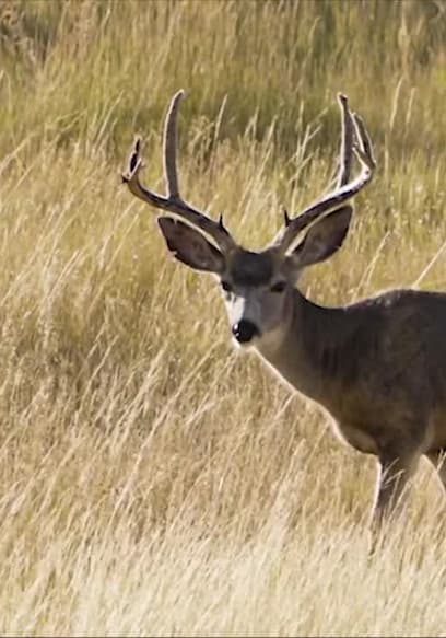 S01:E06 - Badlands Mule Deer With Jason Matzinger poster