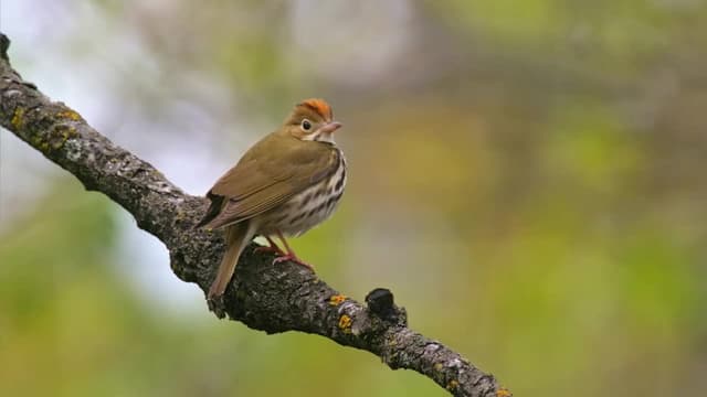S01:E06 - Restauración