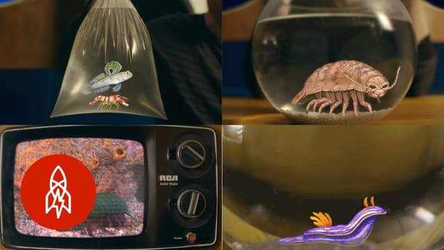 S01:E13 - Aquatic Adventures