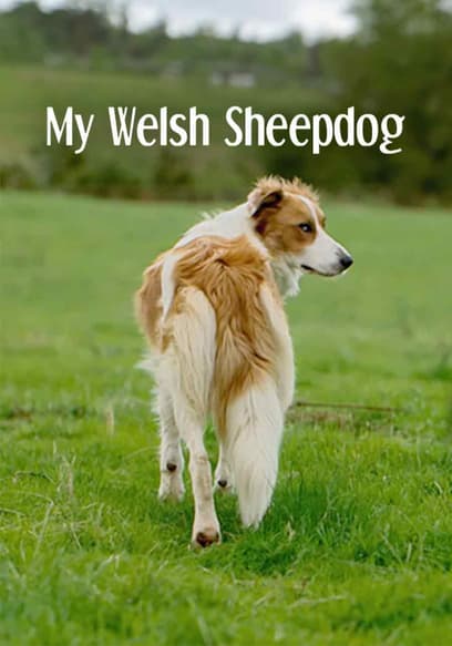 My Welsh Sheepdog