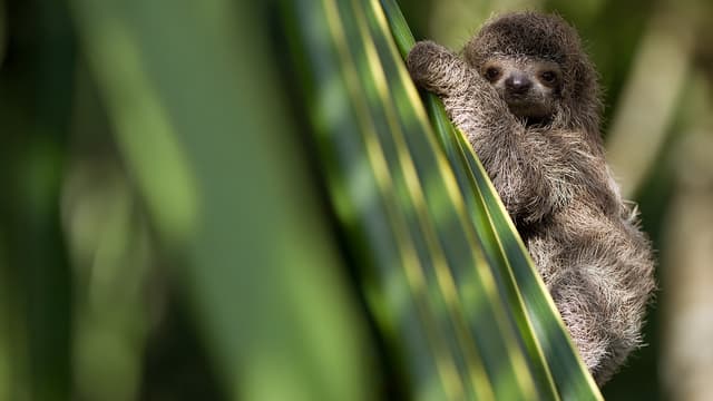 S03:E07 - Baby Animals From Southeast Asia
